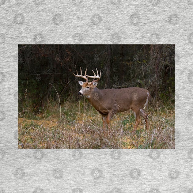 On the hunt - White-tailed deer Buck by Jim Cumming